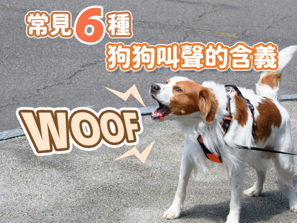 【毛孩知識】常見六種狗狗叫聲的含義