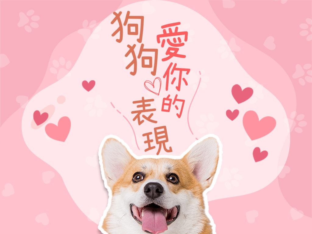 【毛孩知識】狗狗愛你的表現