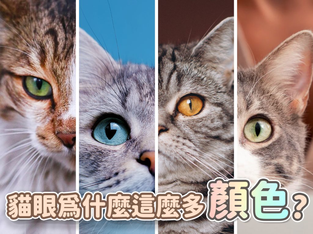 【毛孩知識】貓眼為什麼這麼多顏色？