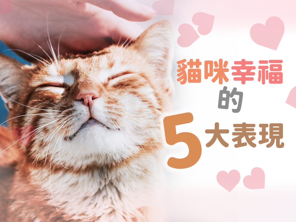 【毛孩知識】貓貓幸福的五大表現