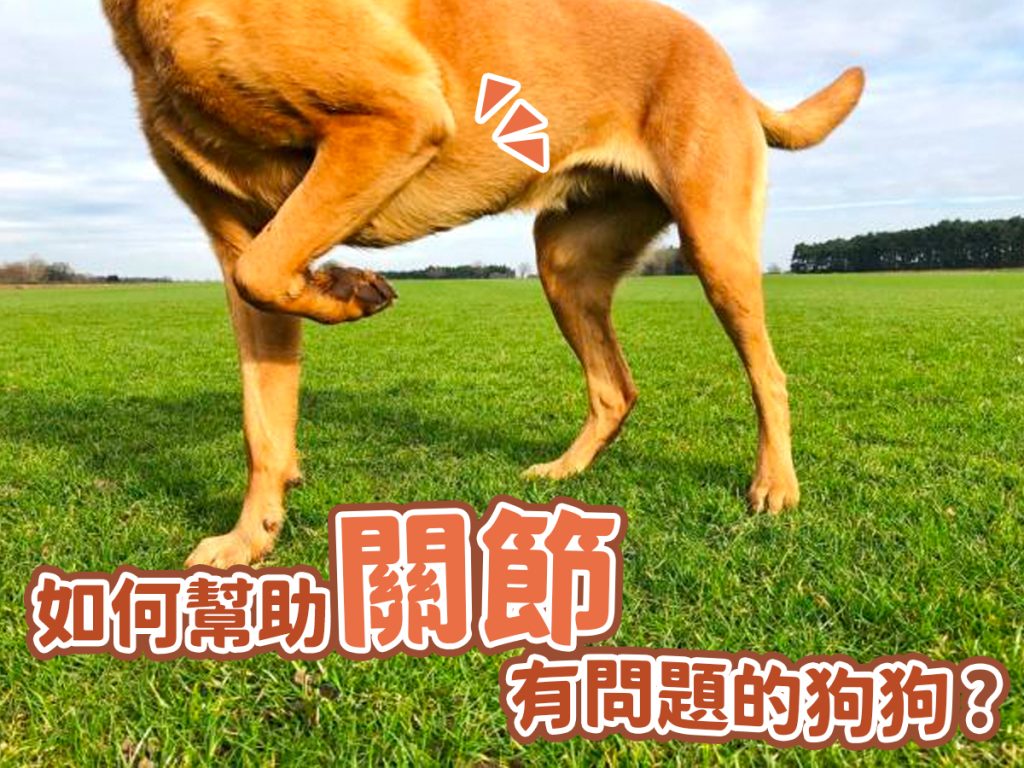 【毛孩知識】如何幫助關節有問題的狗狗