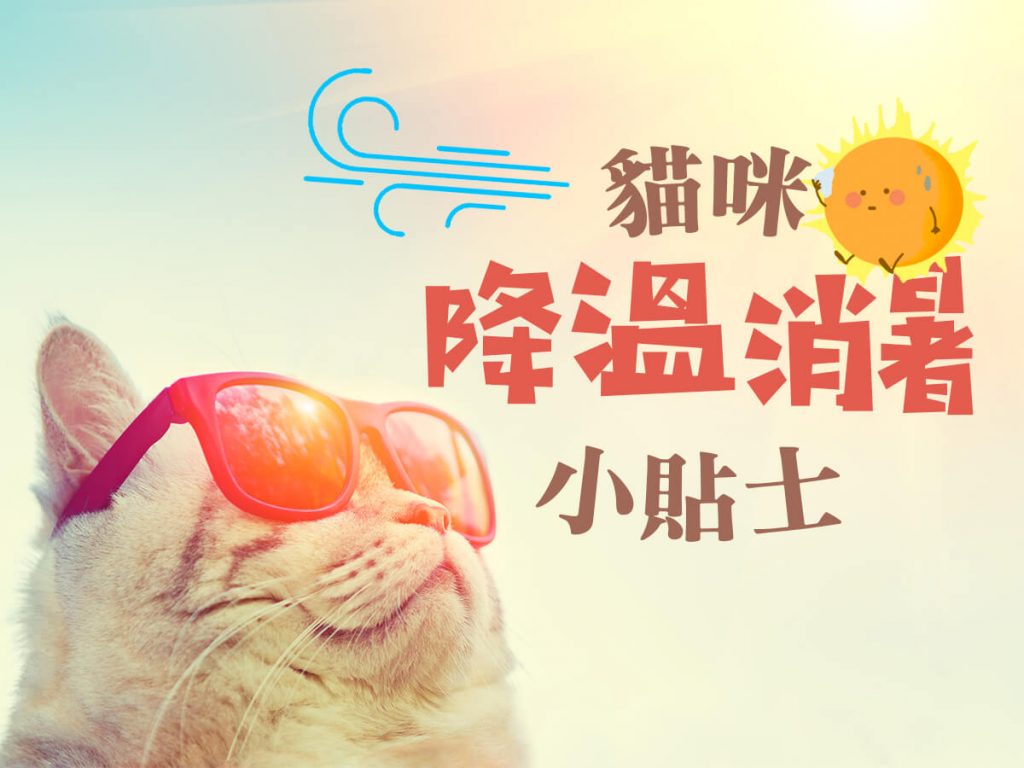 【毛孩知識】貓咪降溫消暑小貼士